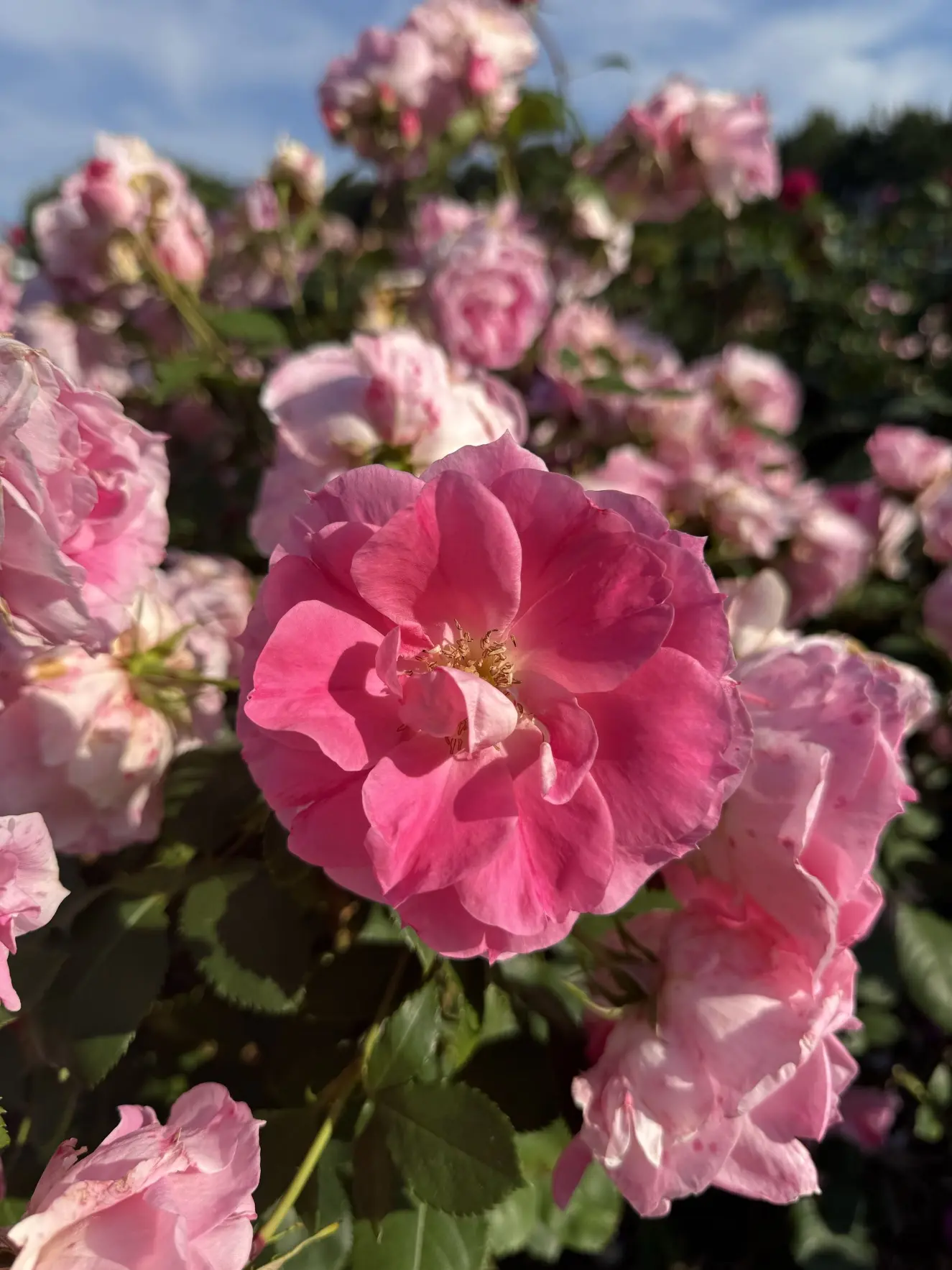 Pink flowers in close focus.