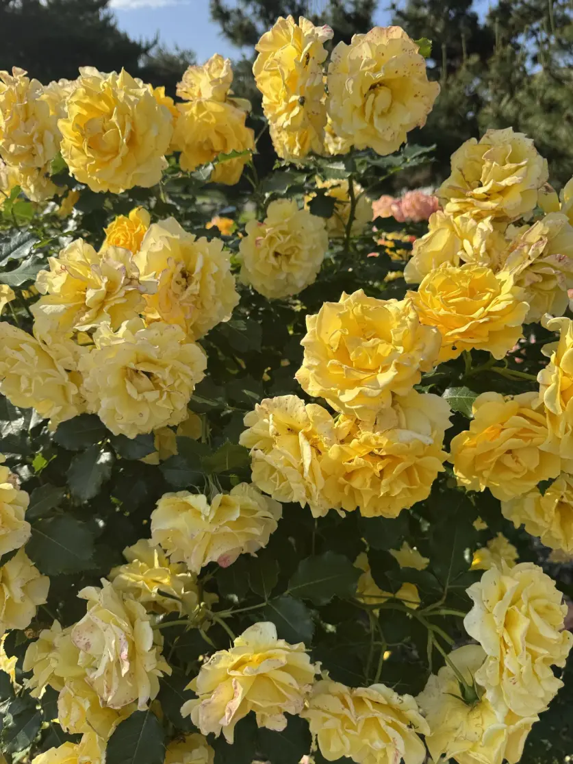A bright spray of yellow flowers.
