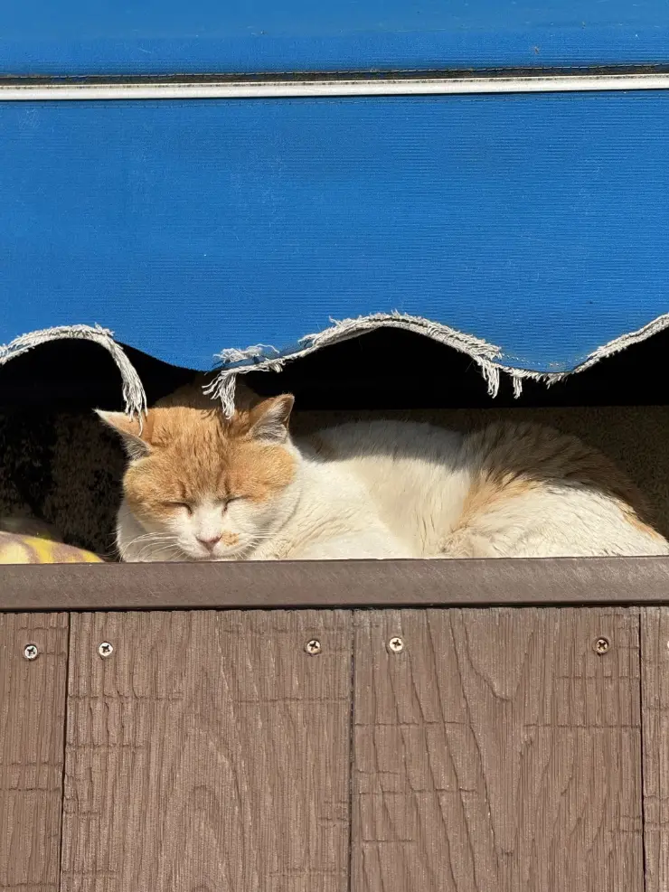 A yellow-and-white cat tucked under a blue balcony.